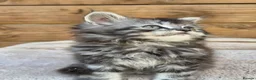 Maine Coon cats for sale: Maine Coon x Ragdoll x Persian  - Advert 7