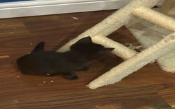 Domestic Shorthair cats for sale: Forever homes needed  - Image 5