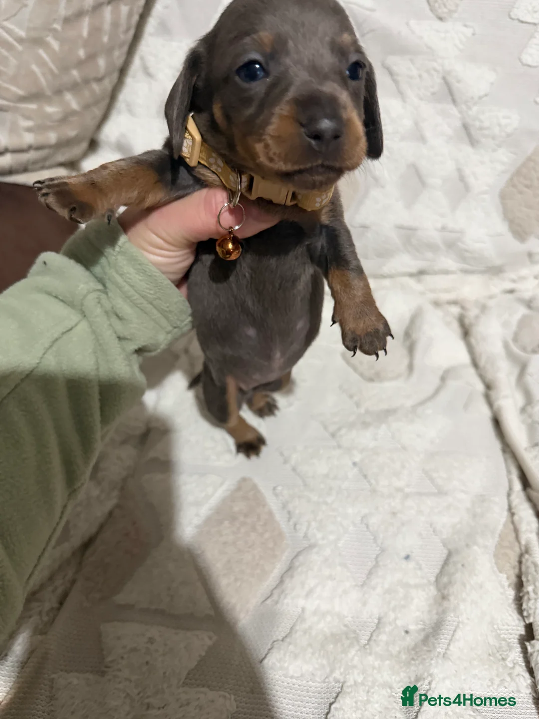 Dachshund dogs for sale: Beautiful dachshund puppies  - Advert 12
