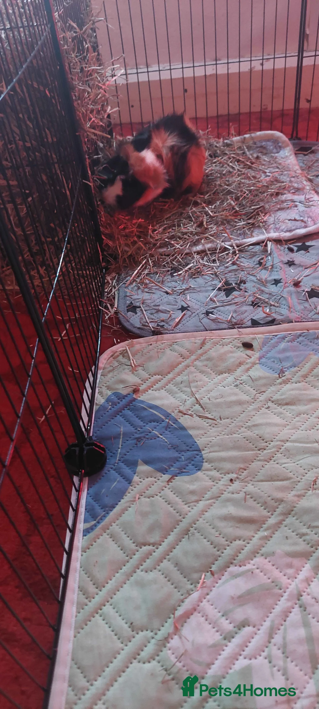 Guinea Pig rodents for sale: 3 female piggies to be rehomed in Pontypridd - Advert 4