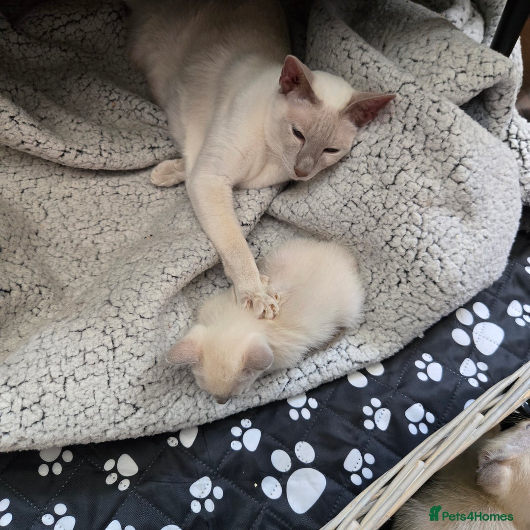 Tonkinese cats for sale: Registered, pedigree 1st generation,  VET checked  - Image 12