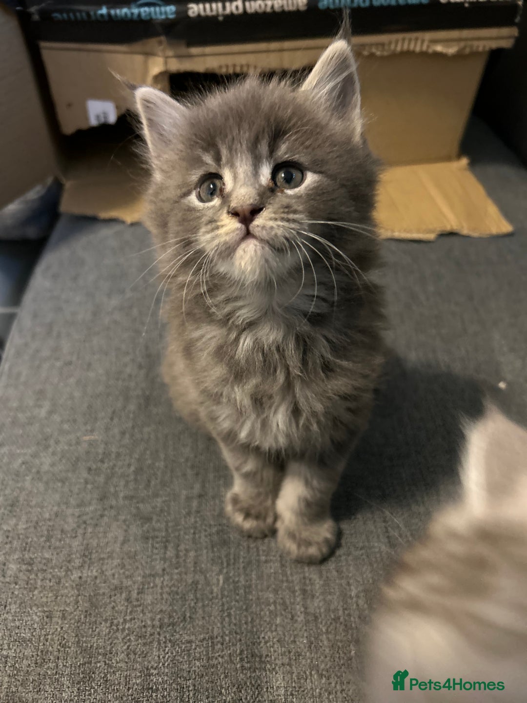 Maine Coon cats for sale: Beautiful Mainecoon’s available  - Advert 7