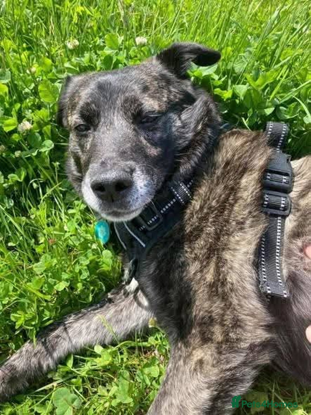 Mixed Breed dogs for adoption: Meet Bernie, currently residing in Cheshire  - Advert 2