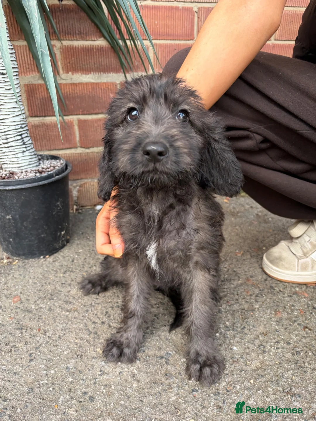 Mixed Breed dogs for sale: Cockapoo x Bedlington whippet  - Advert 2