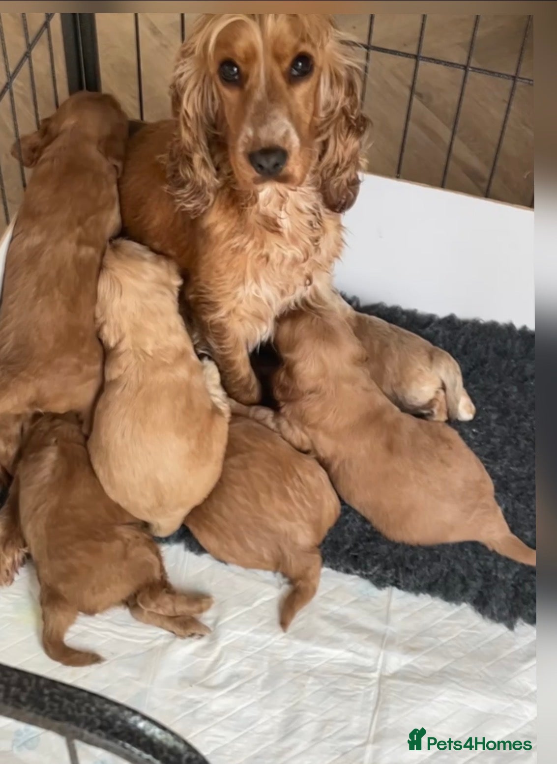 Cockapoo dogs Quality F1 Cockapoos🌟PRA-AMS-FN Health tested - Advert 1