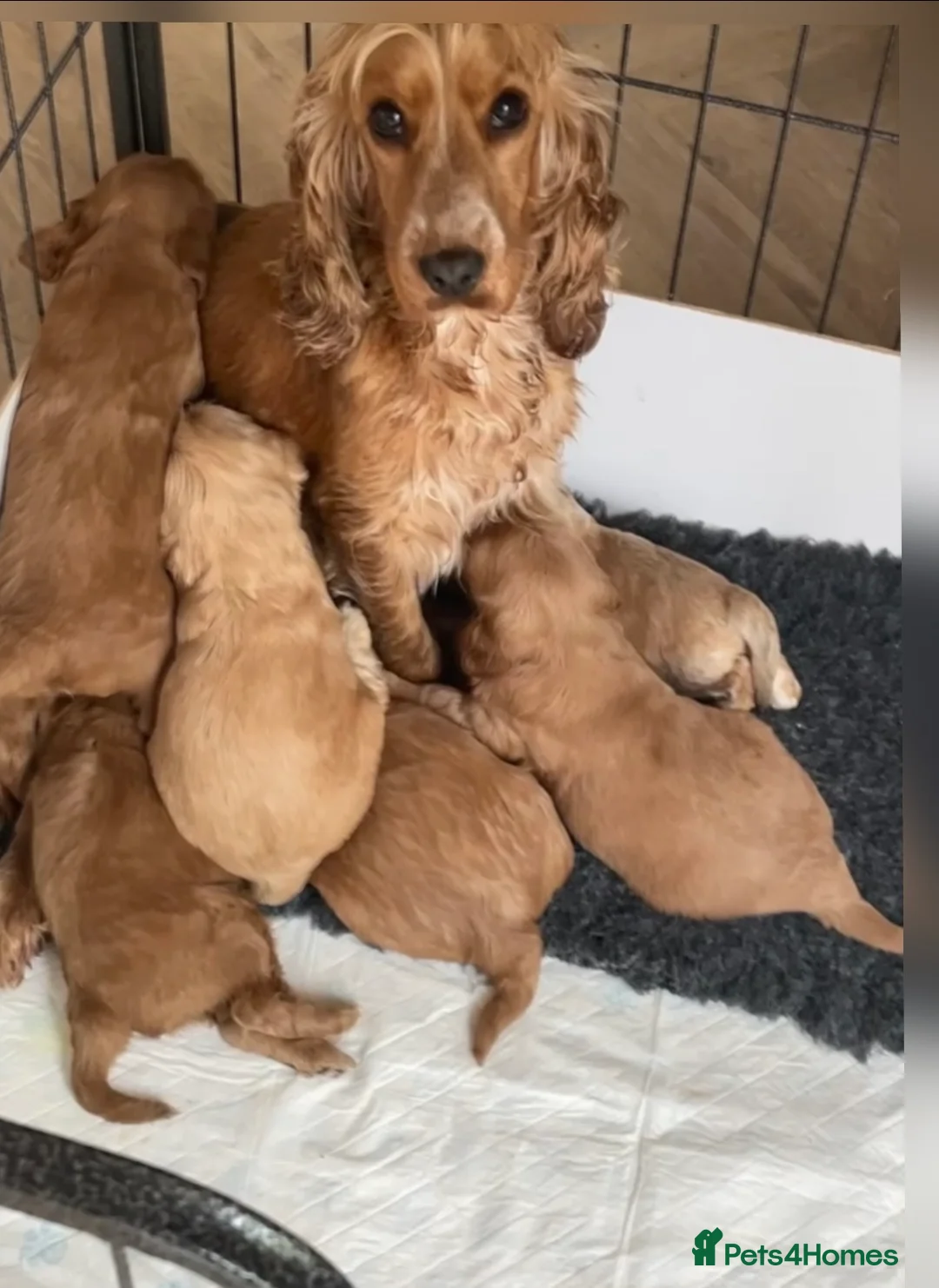 Cockapoo dogs for sale: Quality F1 Cockapoos🌟PRA-AMS-FN Health tested - Advert 1