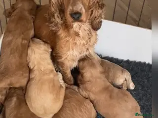 Cockapoo dogs Quality F1 Cockapoos🌟PRA-AMS-FN Health tested - Advert 1