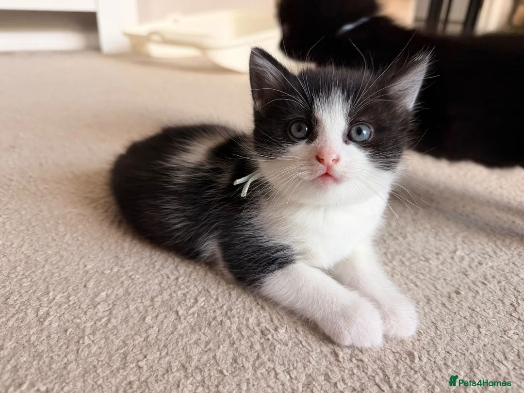 Mixed Breed cats for sale: Kittens available  - Advert 22