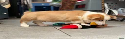 Welsh Corgi Pembroke dogs for sale: Welsh Pembroke Corgi puppies  - Advert 4