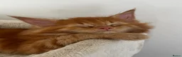 Maine Coon cats for sale: 7 adorable Pure Bred Mainecoon - Advert 8