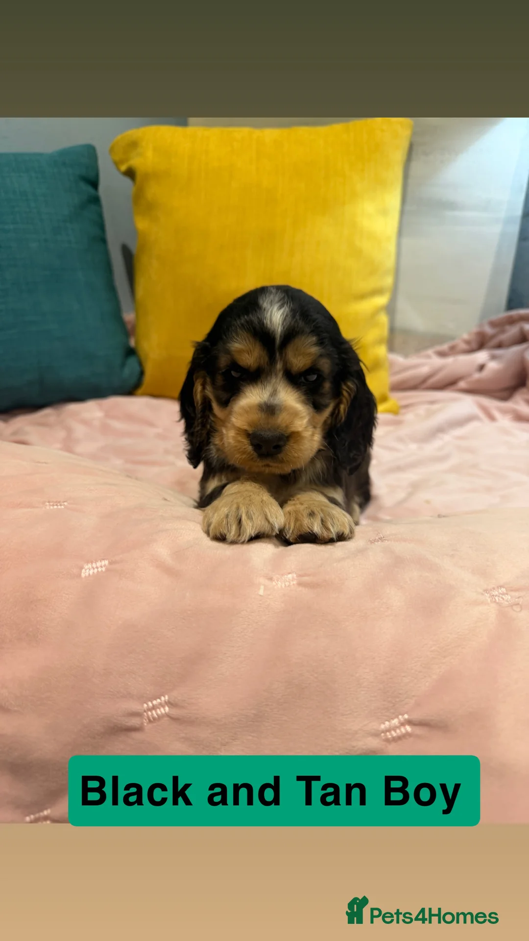 Cockapoo dogs for sale: Cockapoos  - Advert 17