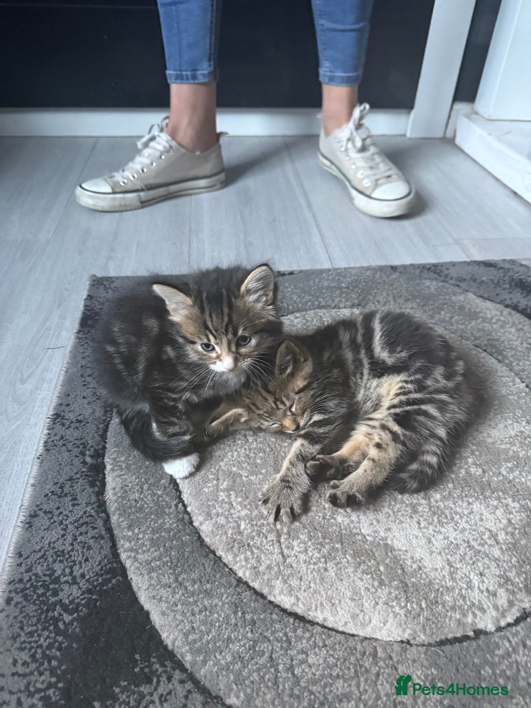 Norwegian Forest Cat cats for sale: Fluffy bundles of joy ready now  - Image 2