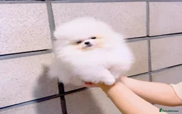 Pomeranian dogs for sale: Purebred tiny Pomeranian puppies available - Image 2