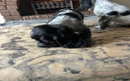 Cocker Spaniel dogs for sale: Blue roan cocker spaniels ready 17th September - Image 25