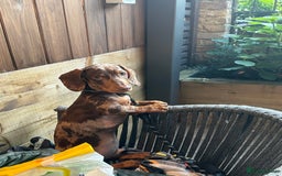 Dachshund dogs for sale: Gorgeous, playful dapple Dachshund for rehoming - Image 6