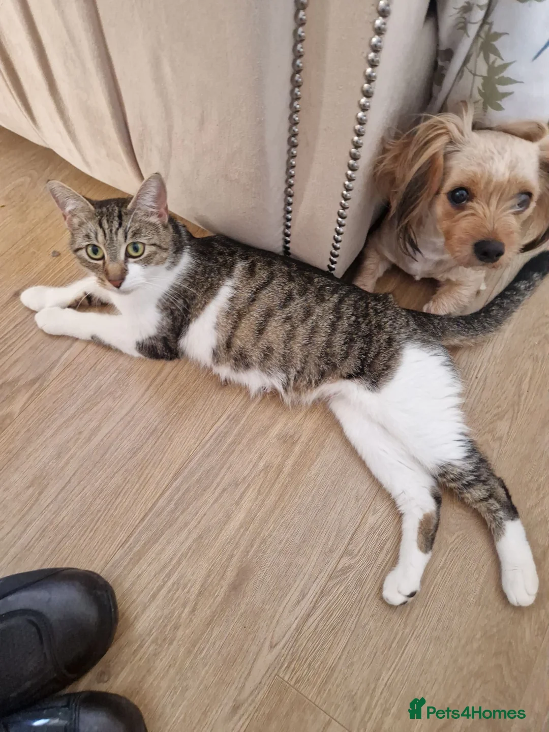 Mixed Breed cats for sale: Last kitten left  - Advert 12
