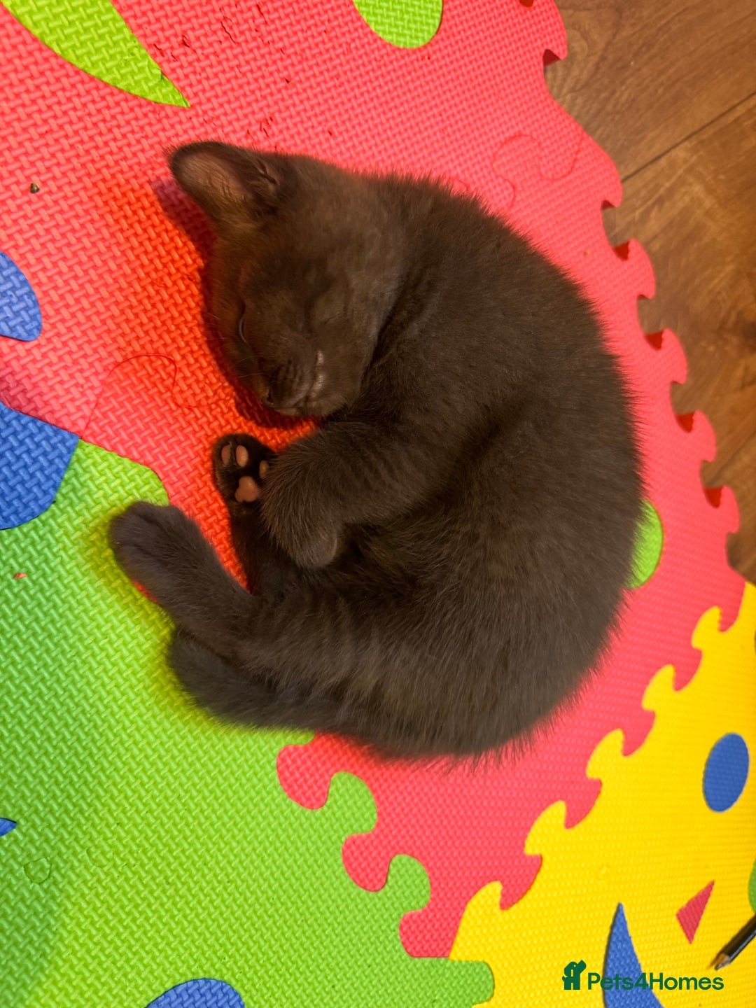 British Shorthair cats for sale: British Shorthair kittens  - Image 15