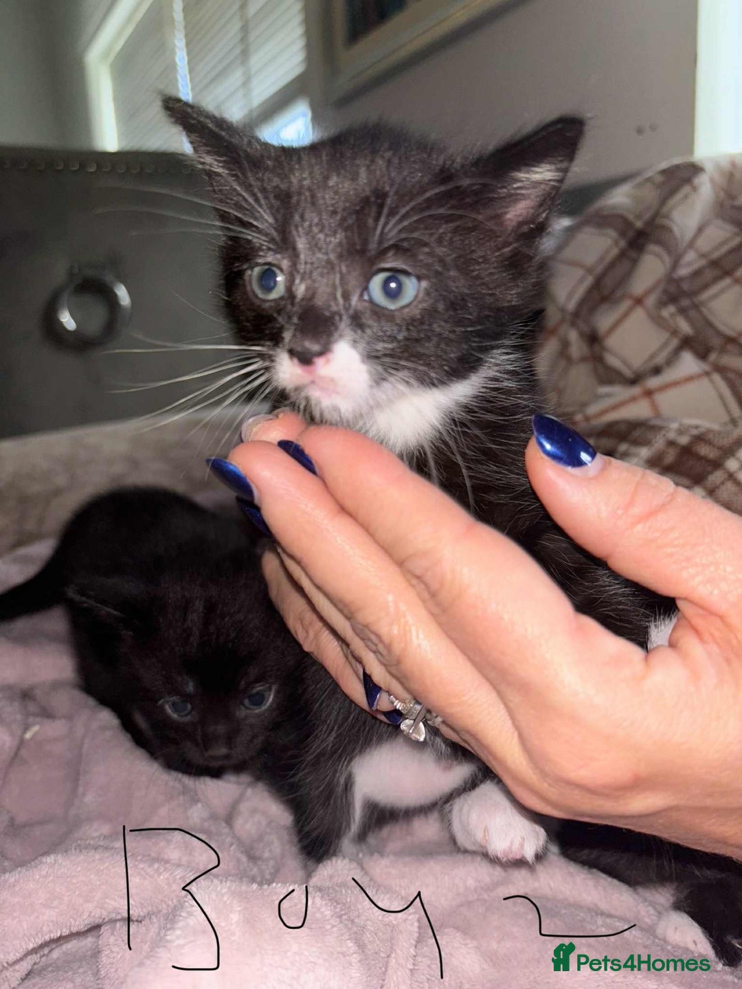 British Shorthair cats for sale: Litter of five kittens looking for forever home - Advert 9