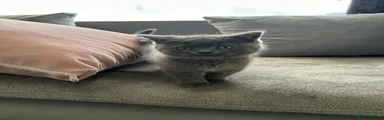 British Shorthair Kitten 1