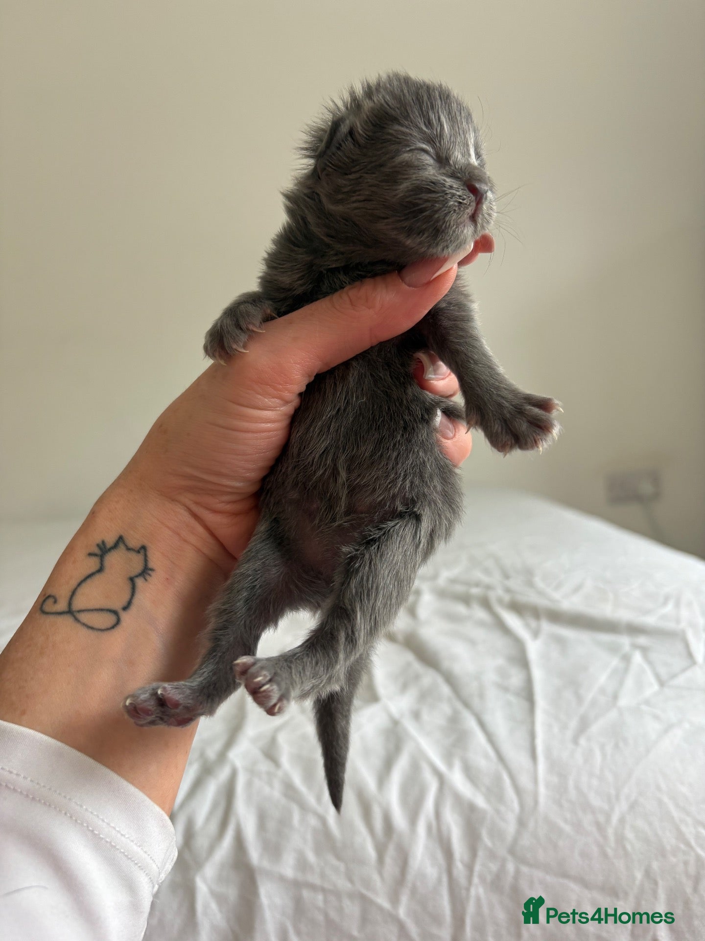 Maine Coon cats AVAILABLE FOR RESERVATION🩶🖤 - Advert 1