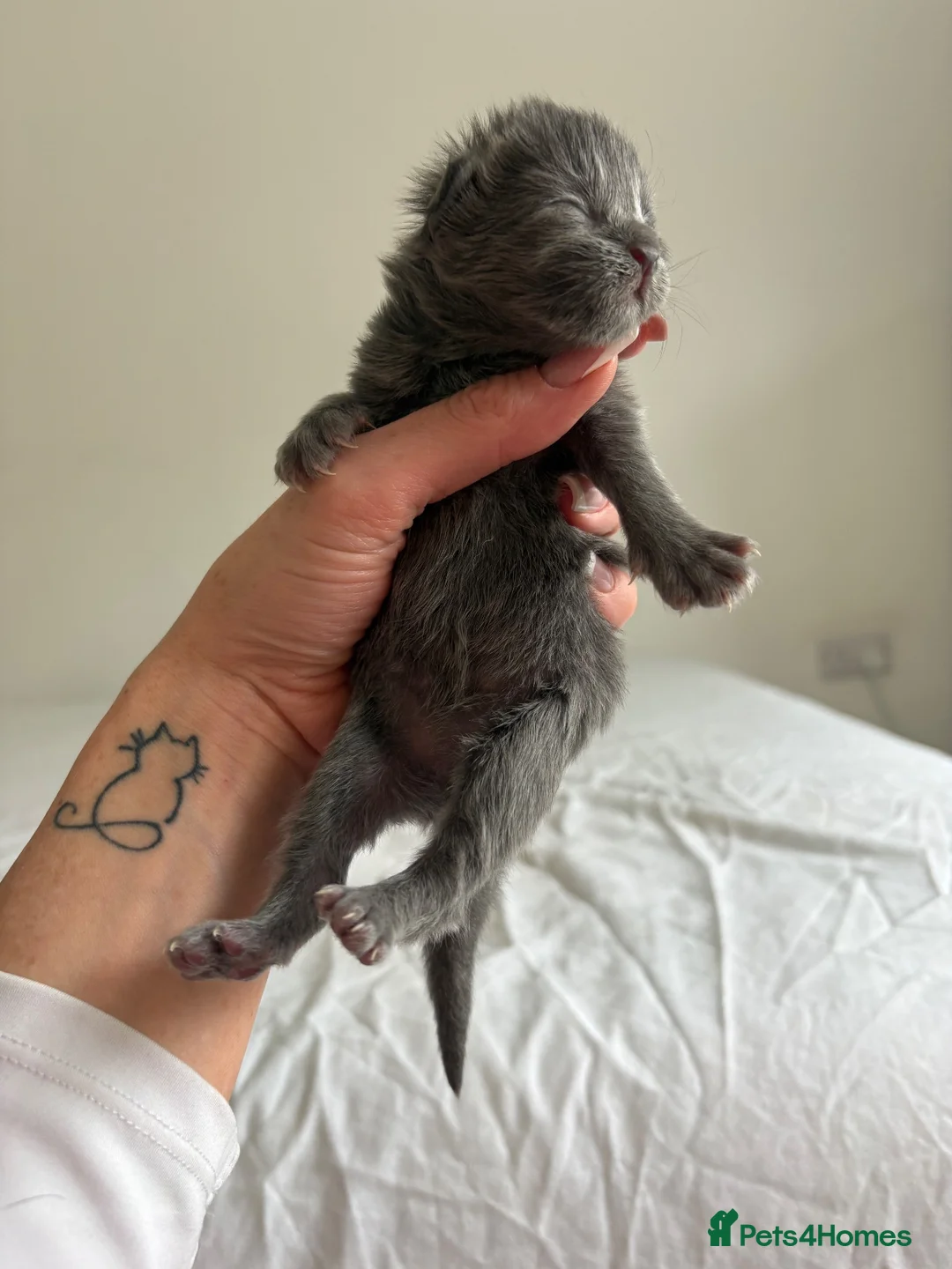 Maine Coon cats for sale: AVAILABLE FOR RESERVATION🩶🖤 in Fort William - Advert 1