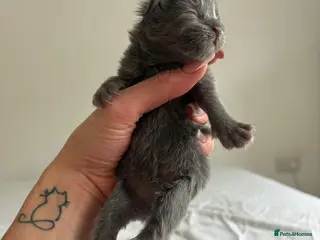Maine Coon cats AVAILABLE FOR RESERVATION🩶🖤 - Advert 1