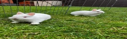 Netherland Dwarf rabbits for sale: LAST Female White Netherland Dwarfs - Advert 4