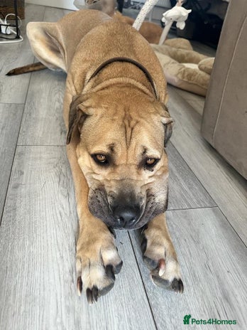 Mixed Breed dogs - Advert 10