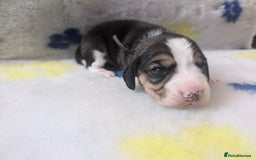 Beagle dogs for sale: Champion Show Line Beagle Puppies - Image 18