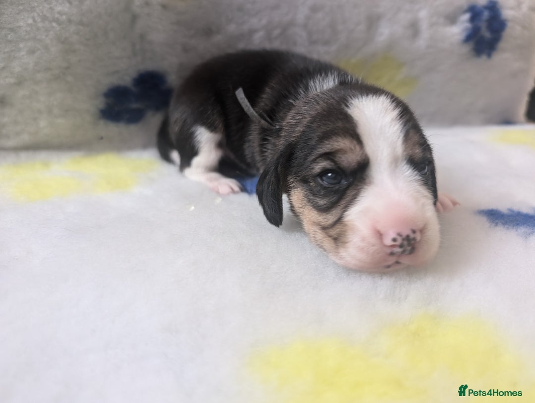 Beagle dogs for sale: Champion Show Line Beagle Puppies - Image 18
