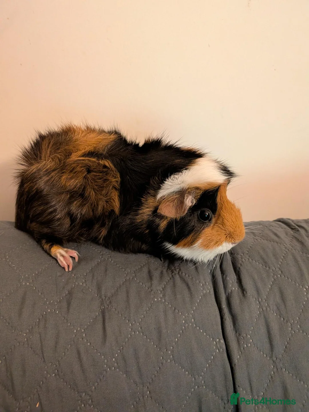 Guinea Pig rodents for sale: 2 Female Guinea Pigs FREE(READ DESC) - Advert 4
