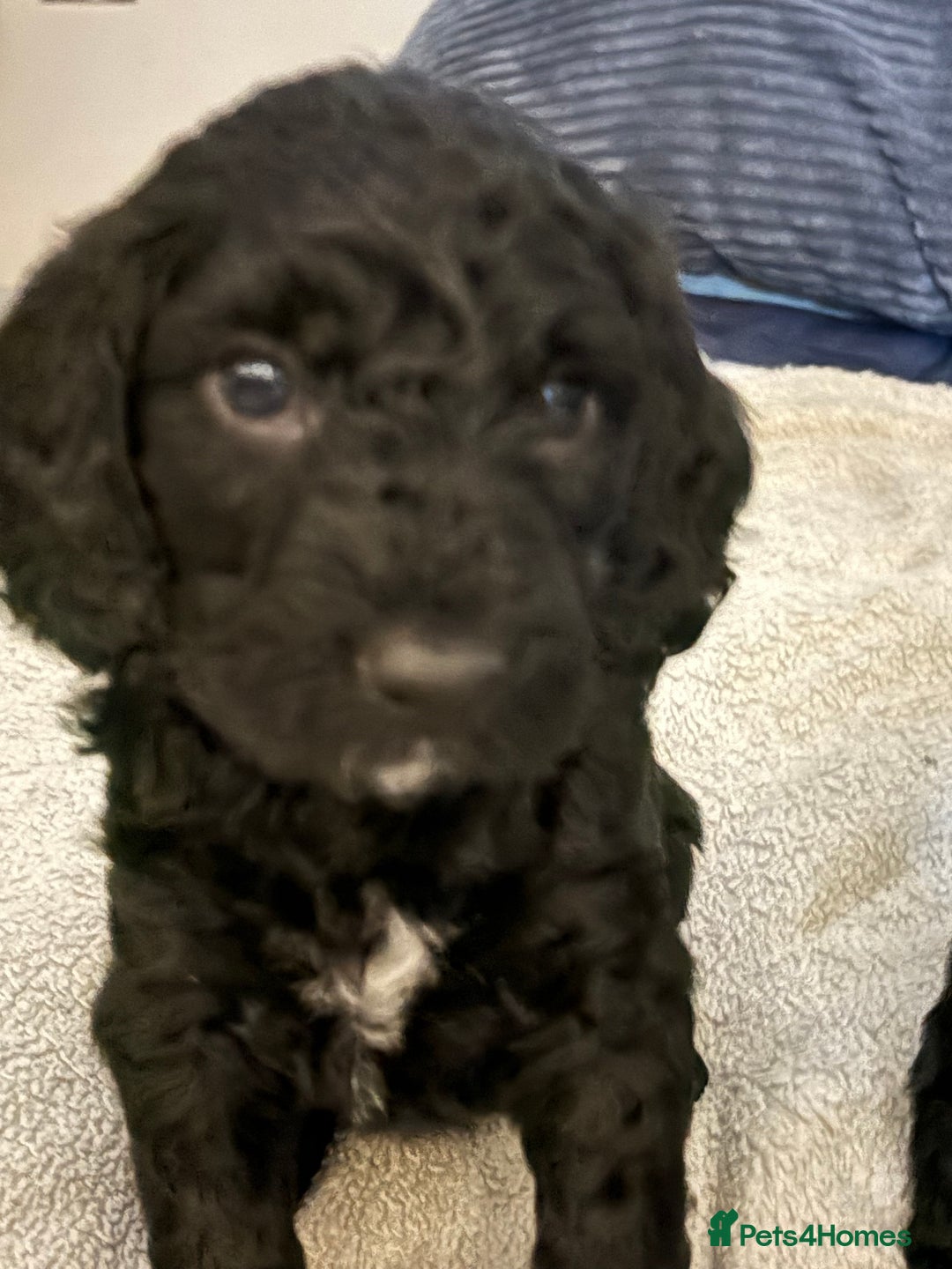 Cockapoo dogs for sale: Super cute cockapoo puppies 🥰 - Advert 4
