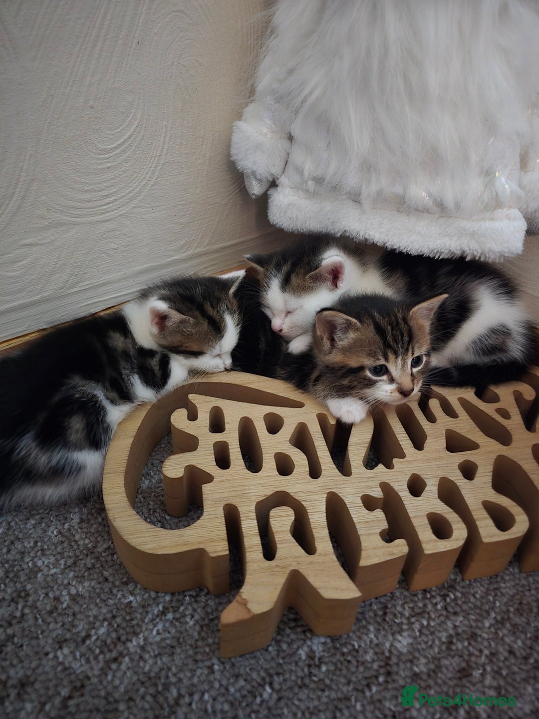 Mixed Breed cats for sale: KITTENS AND MOTHER FOR SALE  - Advert 2