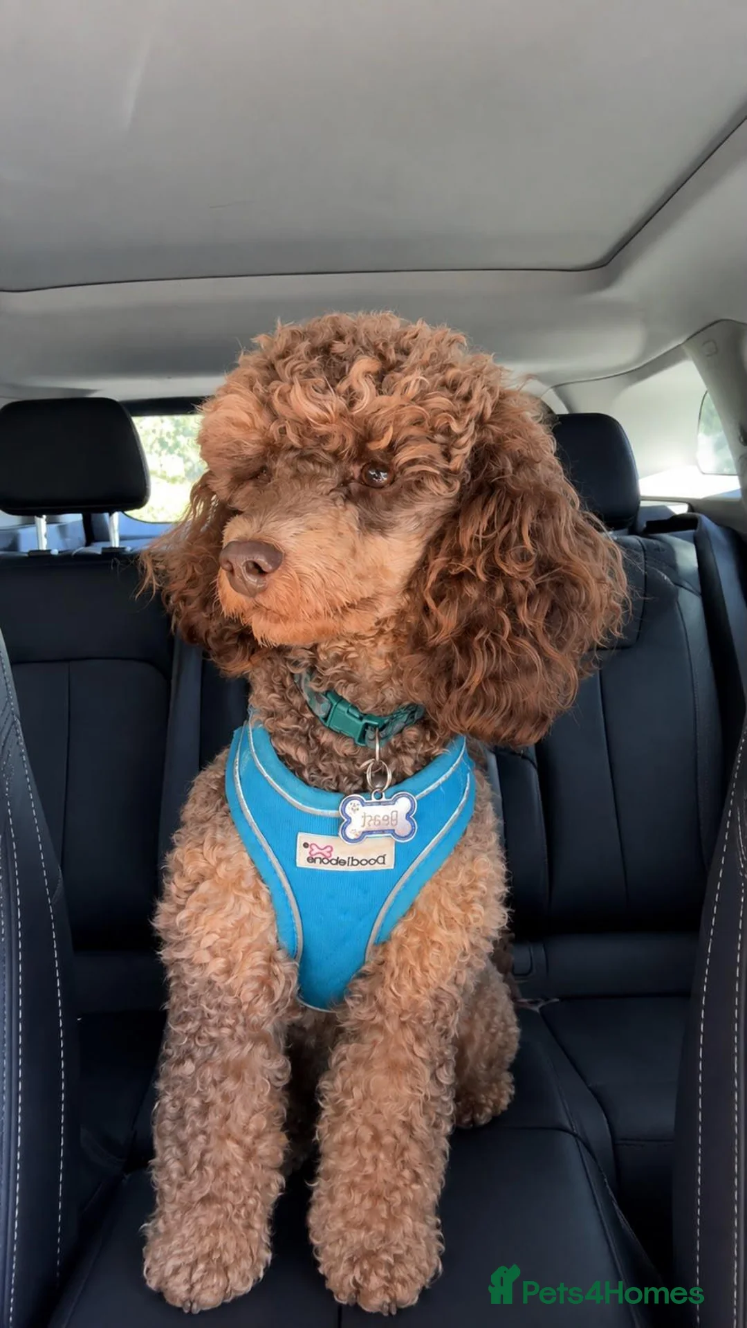 Toy Poodle dogs for stud: Toy poodle for stud Artificial insemination only  - Advert 3
