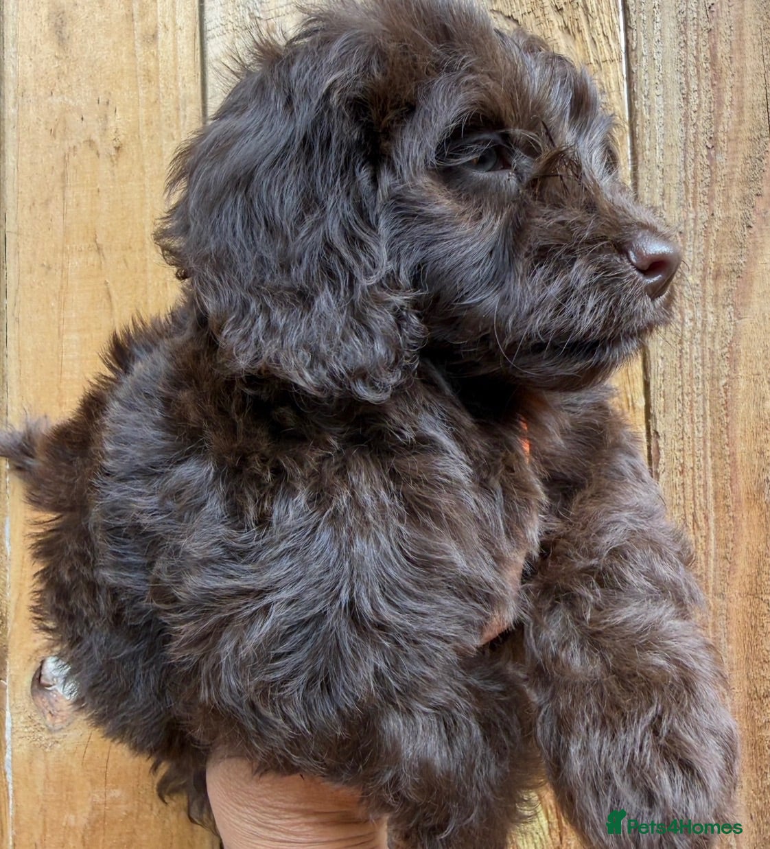 Cockapoo dogs Chocolate Merle Cockapoo Puppies  - Advert 1