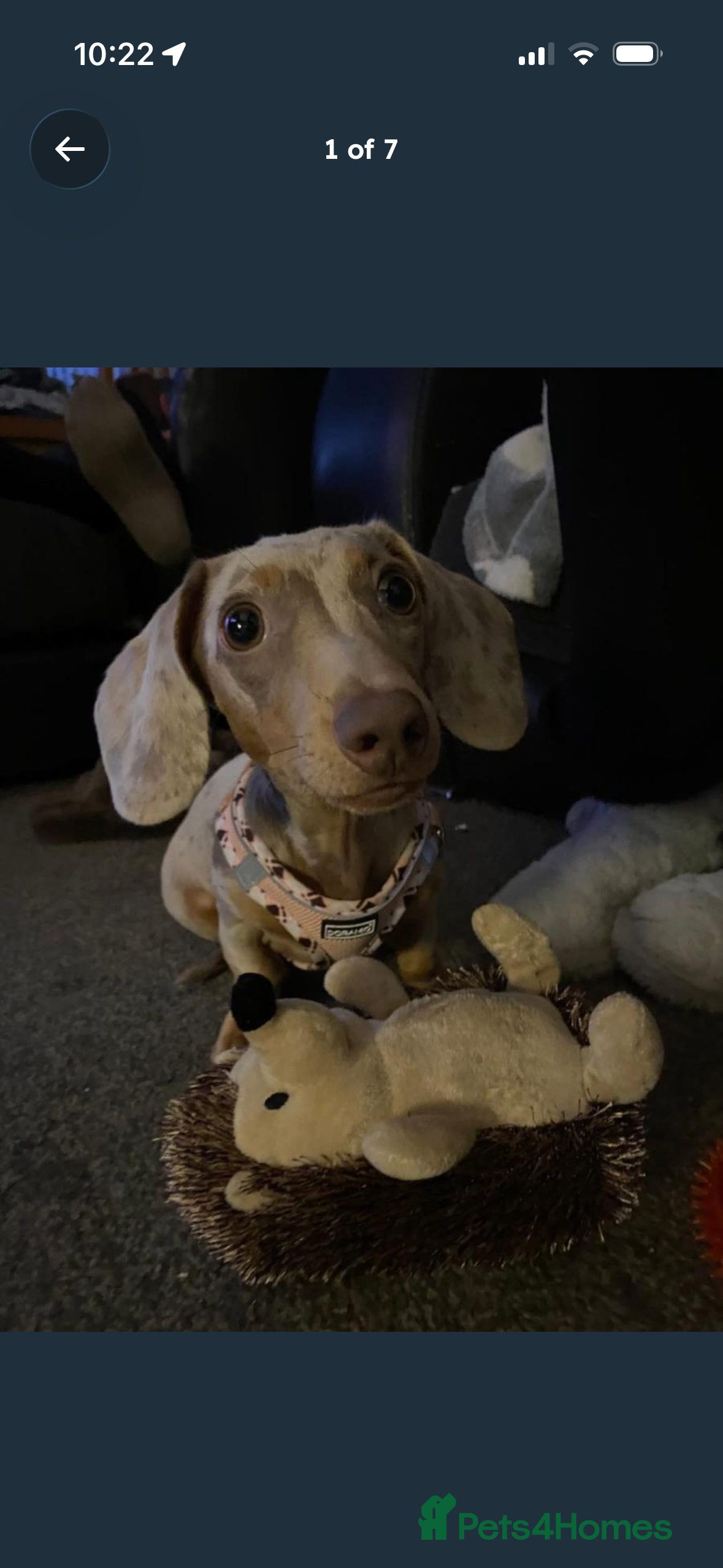 Miniature Dachshund dogs Miniature dachshund  - Advert 10