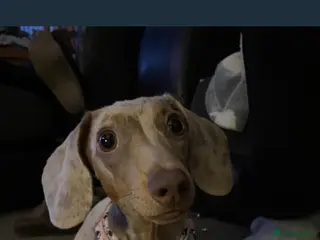 Miniature Dachshund dogs Miniature dachshund - Advert 10