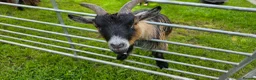 Goats livestock for sale: Three castrated male Pygmy goats in Penrith - Advert 1