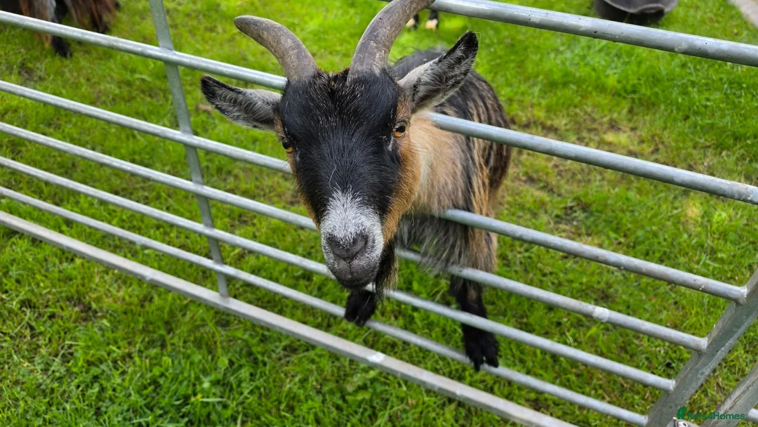 Goats livestock for sale: Three castrated male Pygmy goats in Penrith - Advert 1