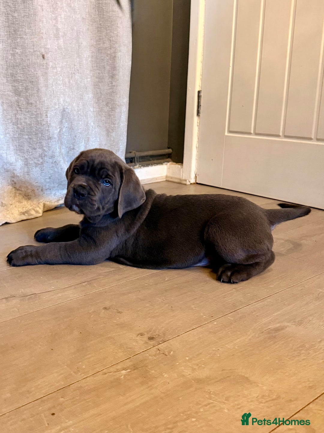 Cane Corso dogs for sale: Exceptional, Champion Bloodline Cane Corso Puppies - Advert 1