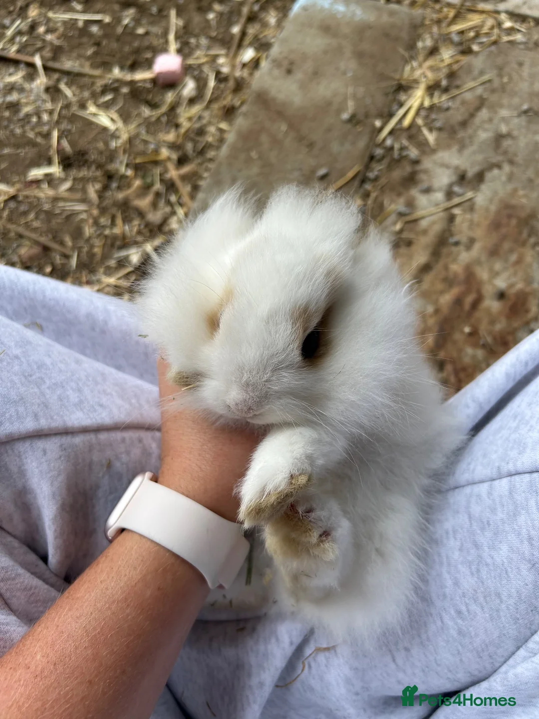 Mixed Breed rabbits for sale: Mini lionhead cross Norwegian dwarf rabbits - Advert 5