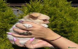 Chihuahua dogs for sale: Kc registered long coat Quality chihuahua - Image 11