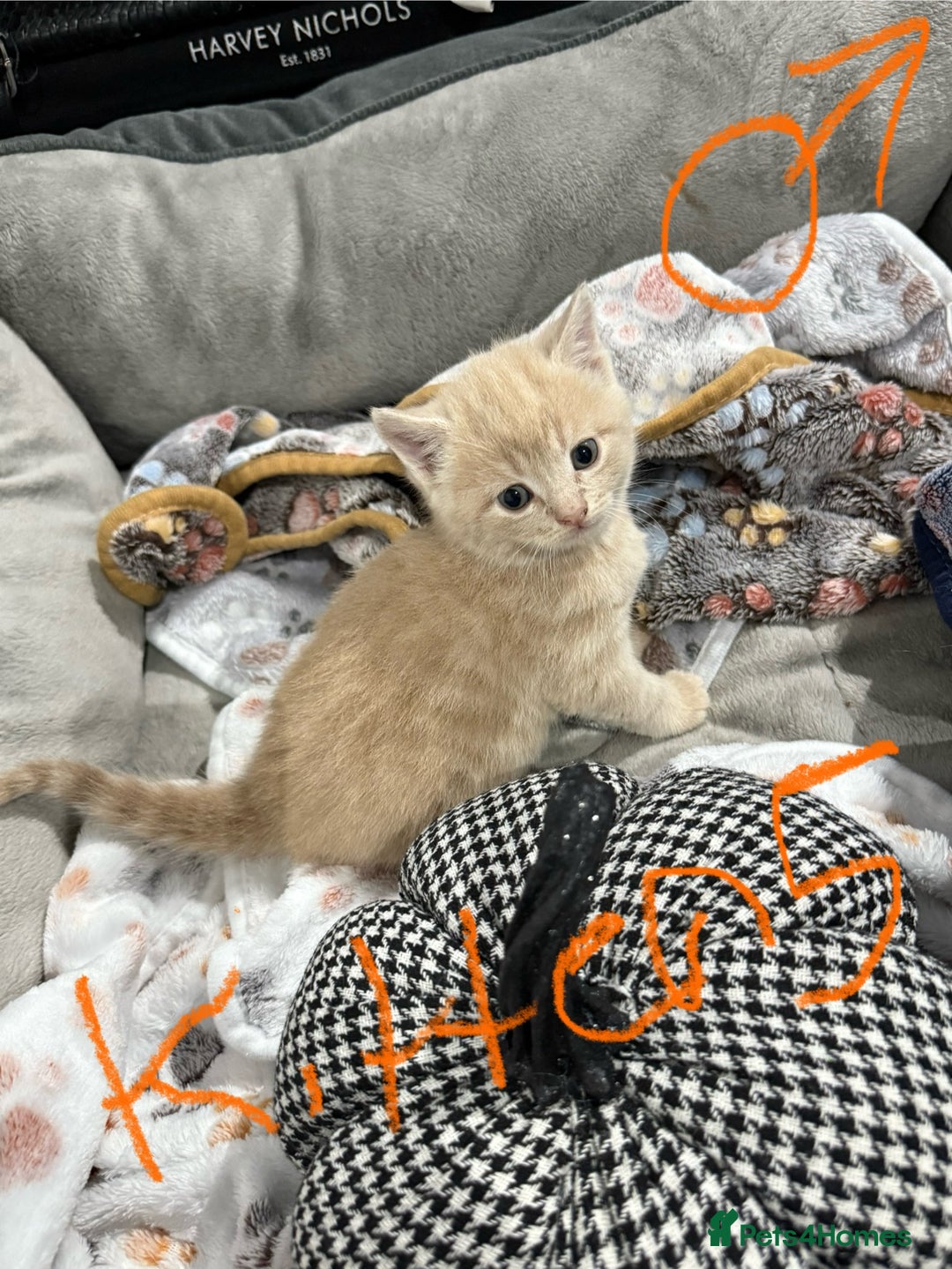Ragdoll cats for sale: Ragdoll x main coon x British shorthair mix  - Image 3
