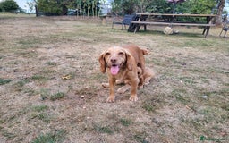 Cocker Spaniel dogs for sale: 3 Adorable female show/cocker spaniel pups - Image 6