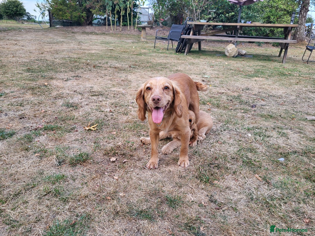 Cocker Spaniel dogs for sale: 3 Adorable female show/cocker spaniel pups - Image 6