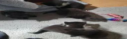 Domestic Shorthair cats for sale: Ready to Fly the Nest  - Advert 7