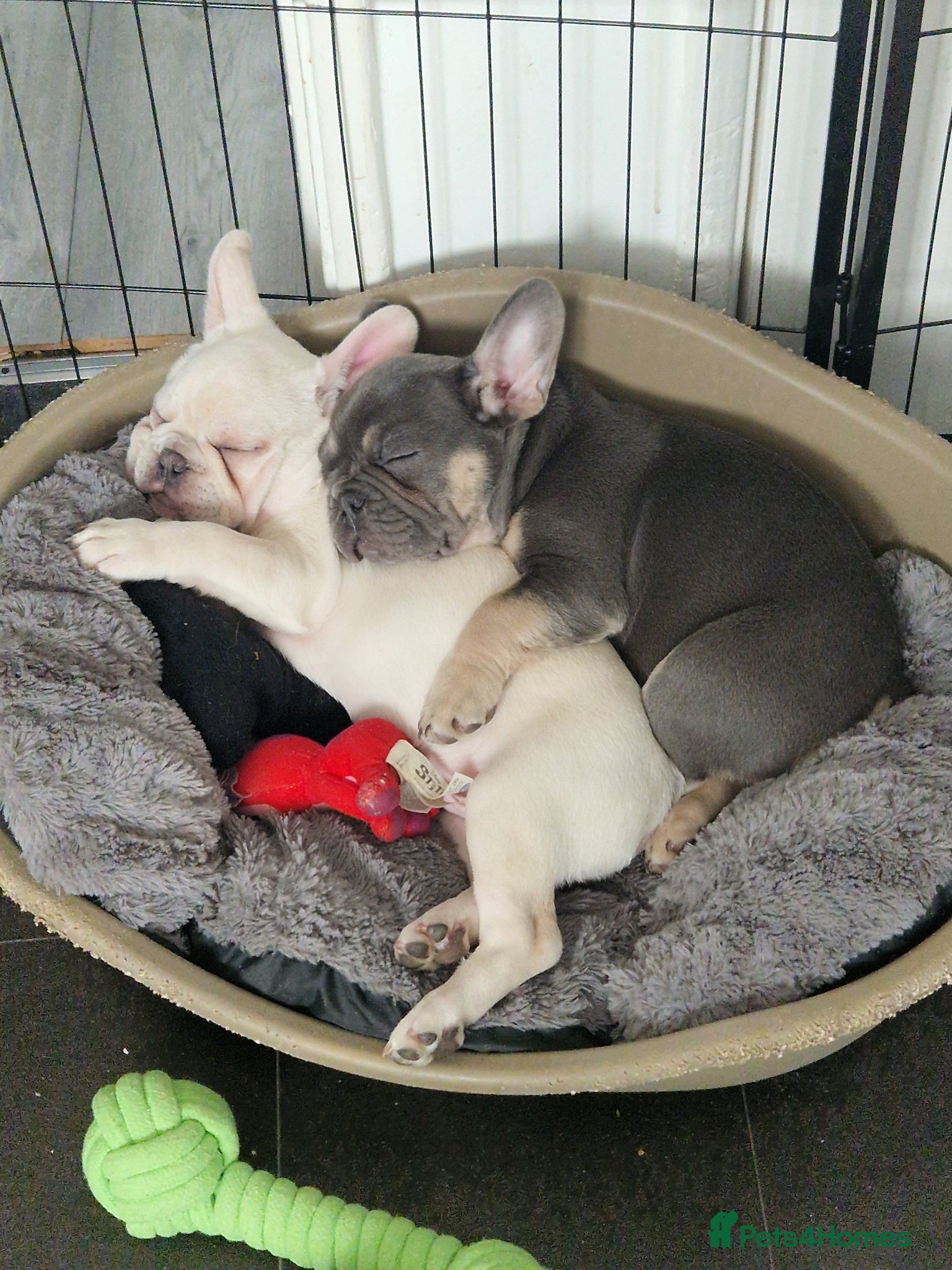 French Bulldog dogs French bulldog puppies - Advert 1