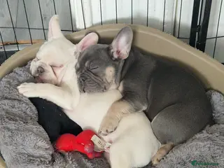 French Bulldog dogs French bulldog puppies - Advert 1