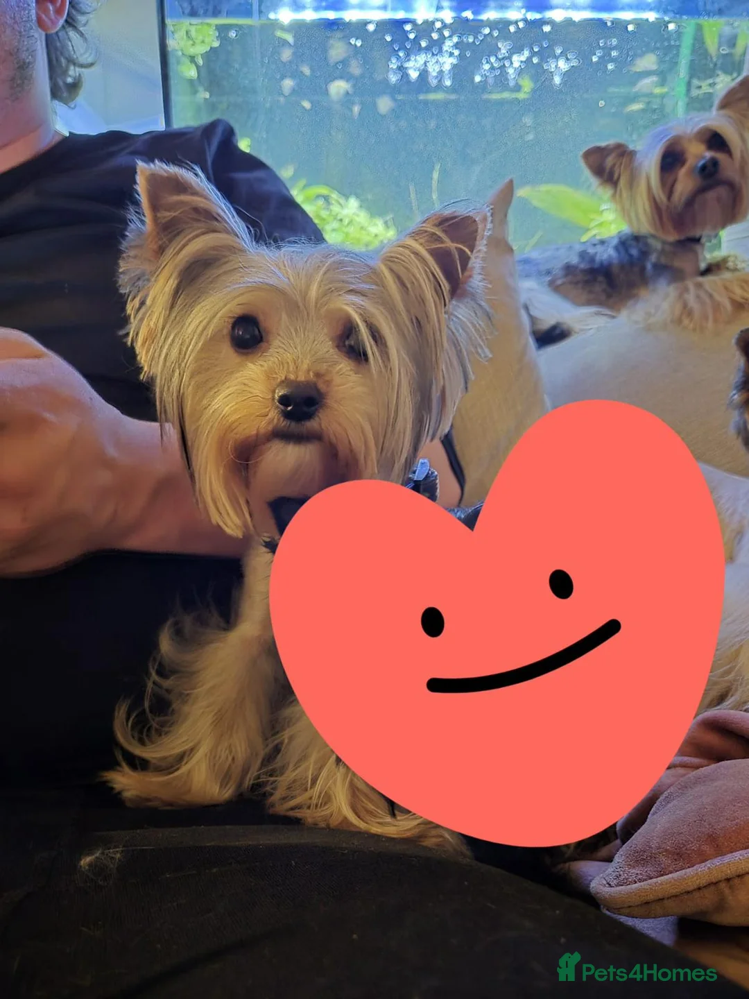 Yorkshire Terrier dogs for sale: TINY pedigree Girl - Advert 3