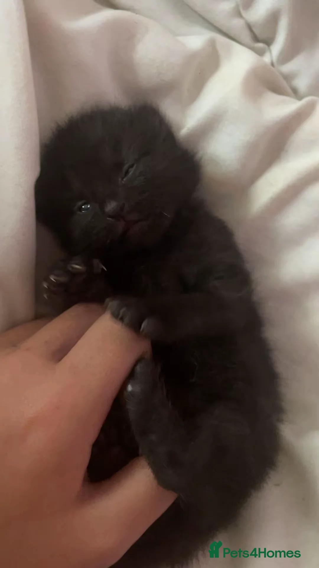 British Longhair cats for sale: Two gorgeous kittens for sale in Havant - Advert 5
